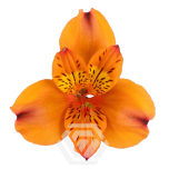 ALSTR ORANGE HOT PEPPER 80CM
