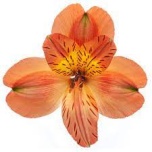 ALSTR ORANGE PARTY 80CM