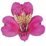 ALSTR HOT PINK STRATUS 70CM