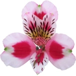 ALSTR BI-COLOR SWEETHEART 80CM