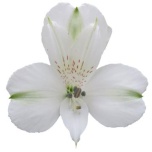 ALSTR WHITE FOCUS 90CM