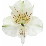 ALSTR WHITE BOUNTY 80CM