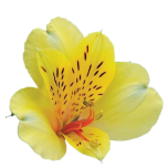 ALSTR YELLOW CANARY 80CM