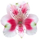 ALSTR BI-COLOR HOT SHOT 80CM