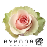 R GR ABSOLUT IN PINK 50CM (Ayanna)