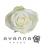 R GR ALBA 50CM (Ayanna)