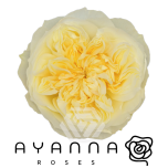 R GR ANTONIA GARDEN 40CM  (Ayanna)