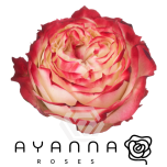 R GR APPLE JACK 50CM (Ayanna)