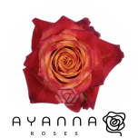 R GR ATOMIC 50CM (Ayanna)