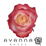 R GR CABARET 40CM (Ayanna)