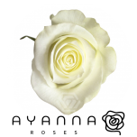 R GR CANDLELIGHT 50CM (Ayanna)