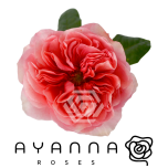 R GR CANDY X-PRESSION 40CM (Ayanna)
