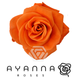R GR CARNELIAN 50CM (Ayanna)