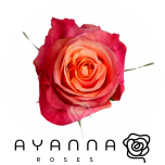 R GR CHERRY BRANDY 50CM (Ayanna)