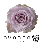 R GR COOL WATER 50CM (Ayanna)