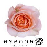 R GR CORAL REEF 40CM  (Ayanna)