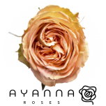 R GR COUNTRY HOME 50CM (Ayanna)