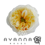 R GR CREAM X-PRESSION 50CM (Ayanna)