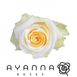 R GR CREME DE LA CREME 40CM  (Ayanna)