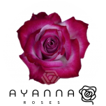 R GR DEEP PURPLE 40CM (Ayanna)