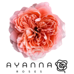 R GR DRAGONFLY 50CM (Ayanna)