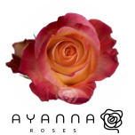 R GR ENCANTO 40CM (Ayanna)