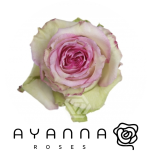 R GR ESPERANCE 50CM (Ayanna)