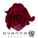 R GR EXPLORER 50CM (Ayanna)