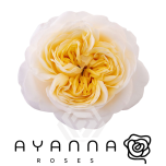 R GR FATIMA GARDENS 50CM (Ayanna)