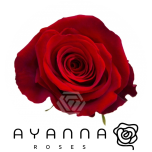 R GR FORTUNE 40CM  (Ayanna)