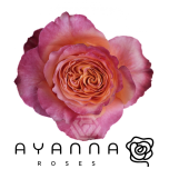R GR FREE SPIRIT 40CM (Ayanna)