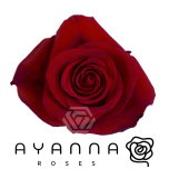 R GR FREEDOM 50CM (Ayanna)