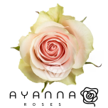R GR FRUTTETO 40CM (Ayanna)