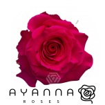 R GR FULL MONTY 50CM (Ayanna)