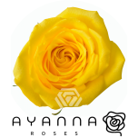 R GR GOLD FINCH 40CM (Ayanna)