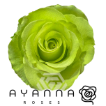 R GR GREEN ROMANCE 50CM (Ayanna)