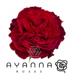 R GR HEARTS 40CM (Ayanna)