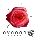 R GR HIGH & MAGIC 40CM (Ayanna)