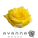 R GR HIGH YELLOW MAGIC 40CM (Ayanna)
