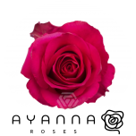 R GR HOT EXPLORER 40CM (Ayanna)