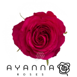 R GR HOTSPOT 50CM (Ayanna)