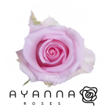 R GR JESSIKA 40CM (Ayanna)