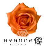 R GR JOY 50CM (Ayanna)