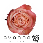 R GR KAHALA 50CM (Ayanna)