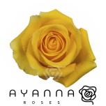 R GR LIGHTHOUSE 40CM (Ayanna)