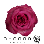 R GR LOLA 50CM (Ayanna)