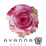 R GR MAGIC TIMES 40CM (Ayanna)