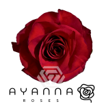 R GR MAMMA MIA 40CM (Ayanna)