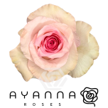 R GR MANDALA 50CM (Ayanna)