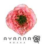 R GR MANDARIN X-PRESSION 50CM (Ayanna)